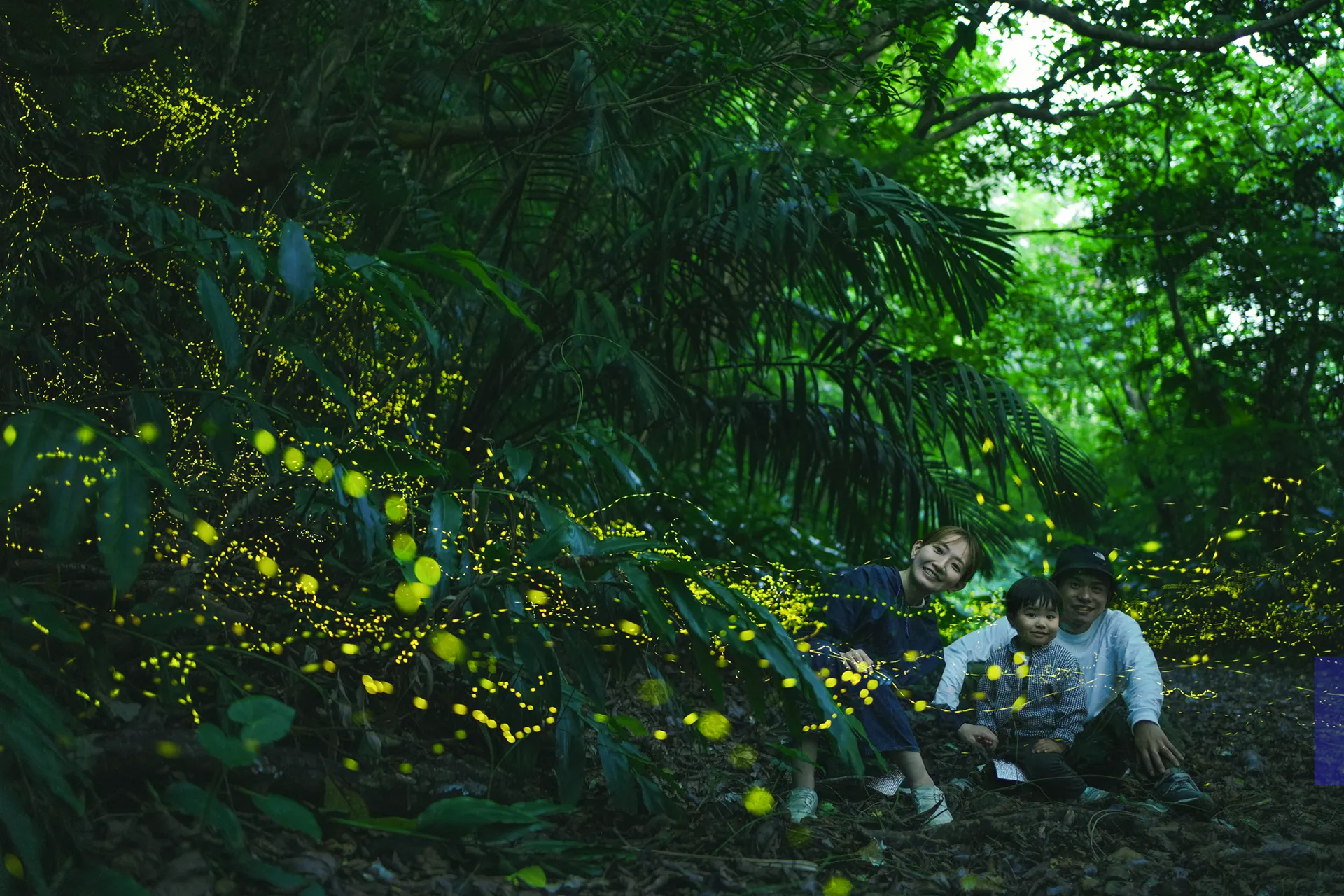 春の西表島を代表する期間限定ツアー「ヤエヤマホタル鑑賞ツアー 2026」