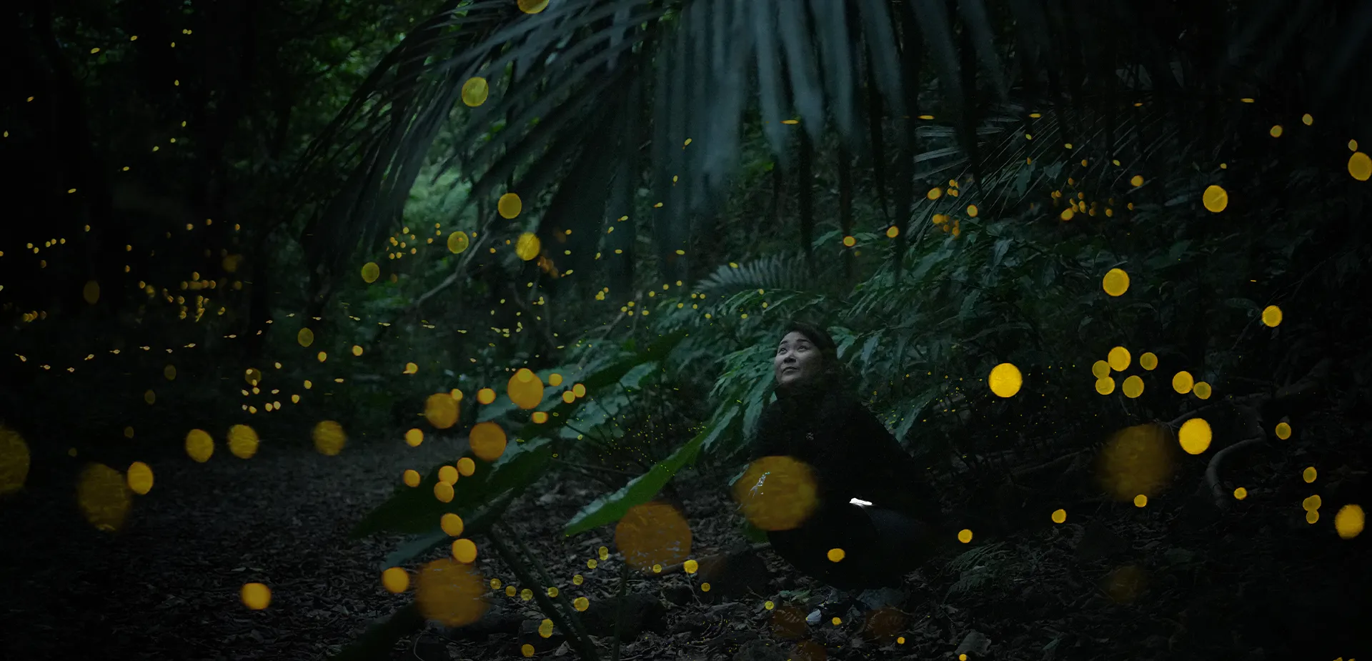 ヤエヤマホタル観賞ツアー