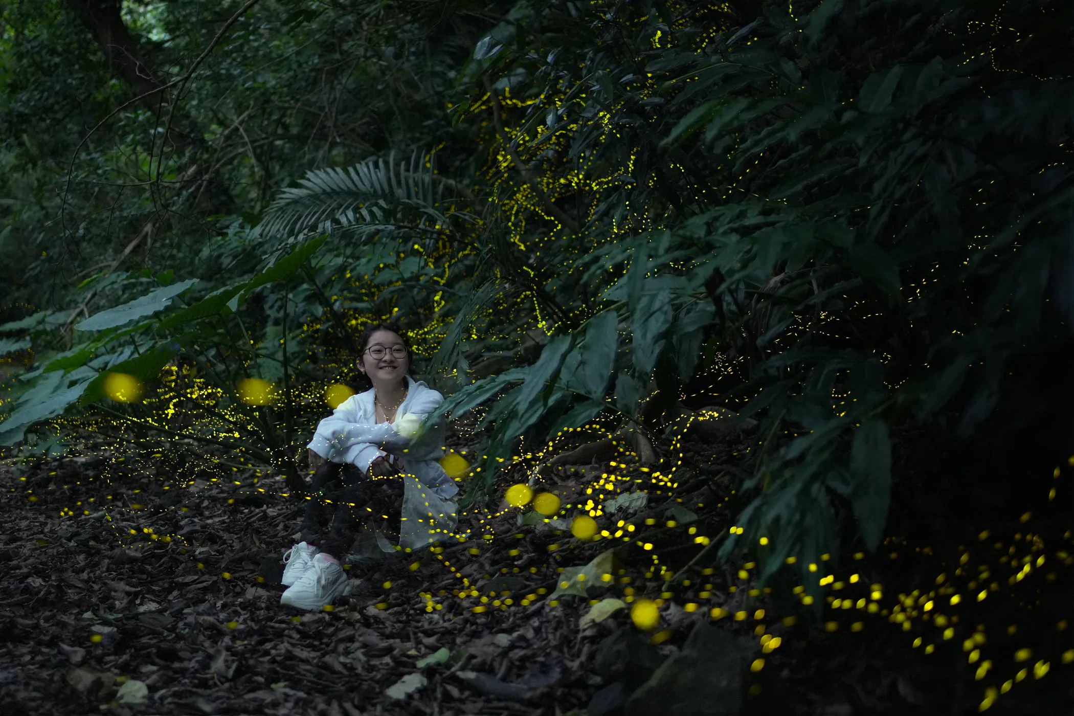 2026年度、西表島ヤエヤマホタル鑑賞ツアー